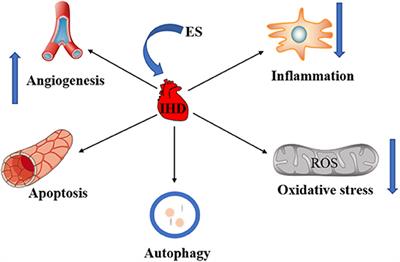 Research Progress of Electrical Stimulation in Ischemic Heart Disease